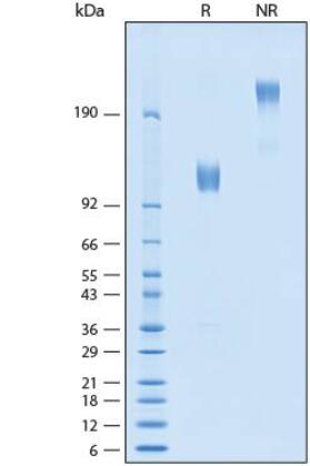 2 μg/lane of Recombinant Cynomolgus/Rhesus Osteoactivin/GPNMB Fc Chimera Protein was resolved with SDS-PAGE under reducing (R) and non-reducing (NR) conditions and visualized by Coomassie Blue staining, showing bands at 111-122 kDa and 220-245 kDa, respectively.
